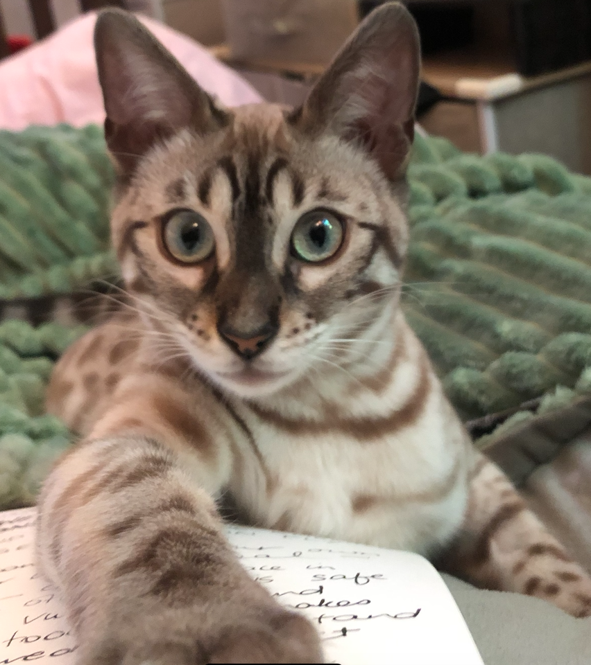 Cat looking at sketch book