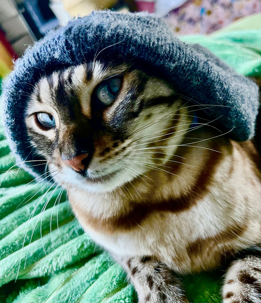 Photo of cat wearing a blue beanie