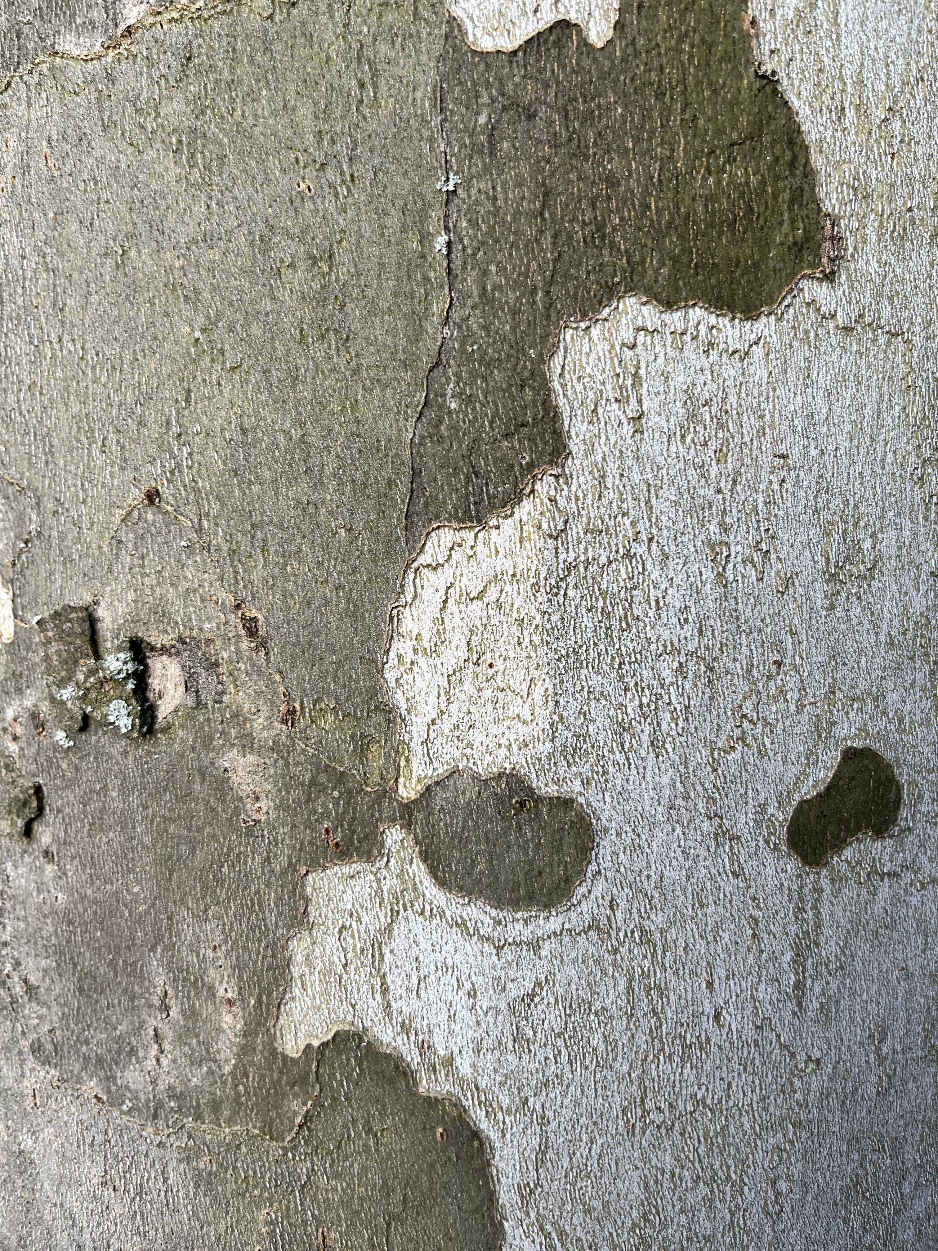 close up of silverbirch