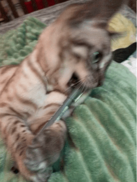 Cat chewing pen