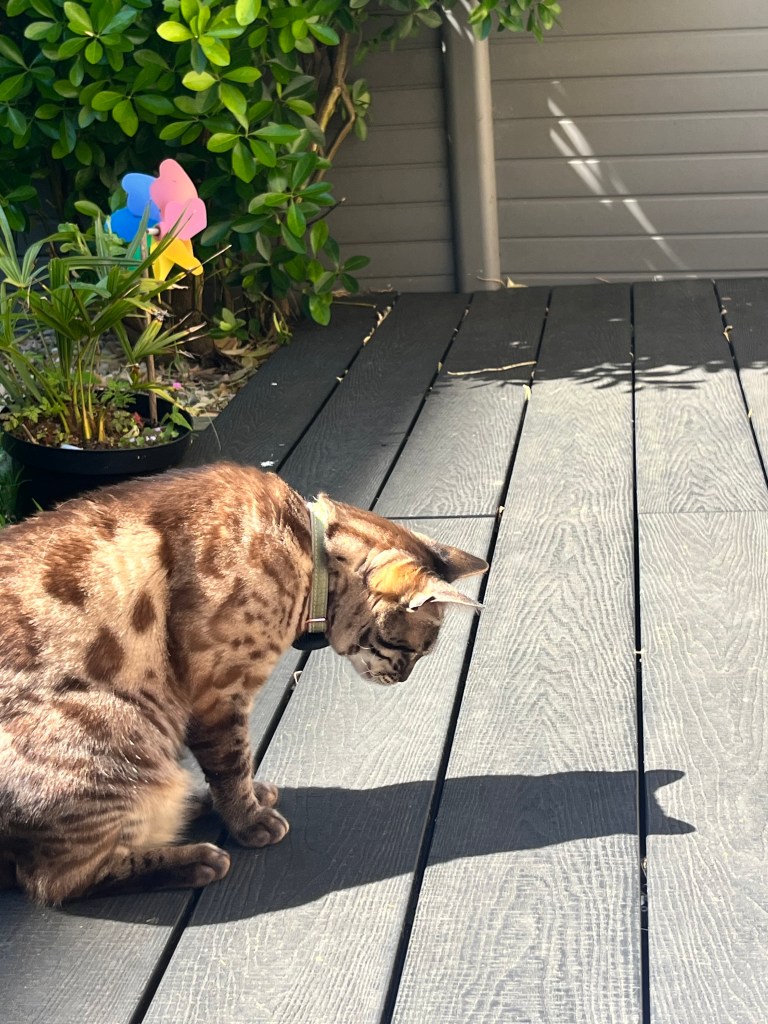 Image of Bailey the cat looking at her shadow in the sunshine in the garden.